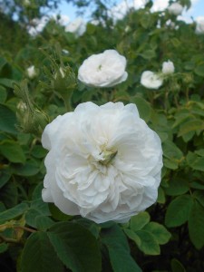 MADAM HARDY (Historic) (Damask)